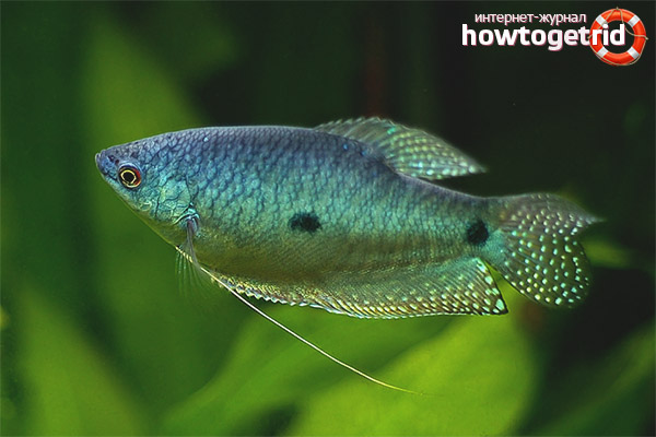 Blue gourami