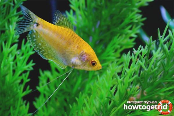 Gourami golden