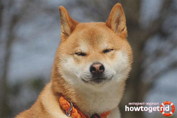 The character of Akita Inu