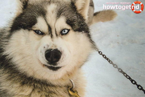 The nature of Alaskan Malamute