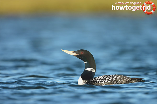 The character of the white-headed loon