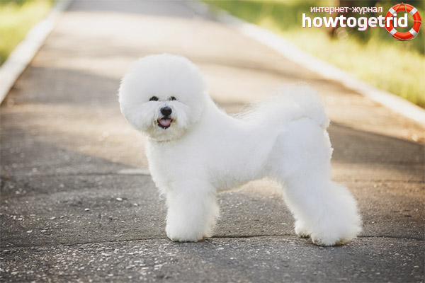 Character Bichon Frize