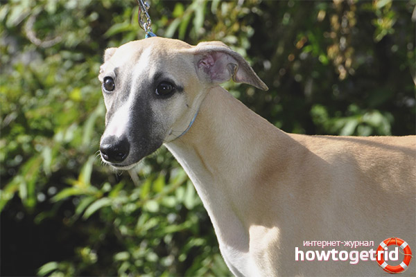 Whippet dog character