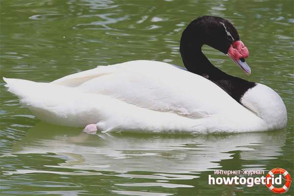 Characteristics of the Black-necked Swan