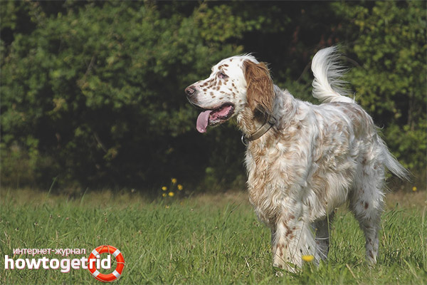 The characteristic habits of the English setter