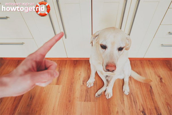 How to show the dog that you are in charge