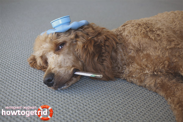 How to help a dog with poisoning