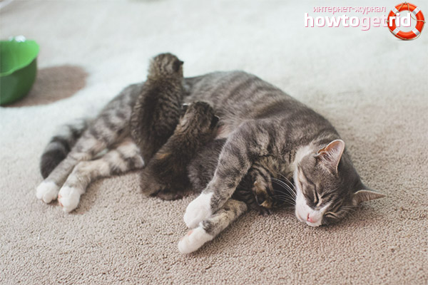 How to understand that a cat gave birth to all kittens