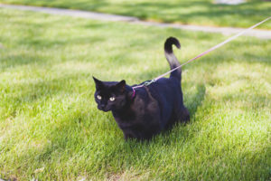 How to train a cat on a leash