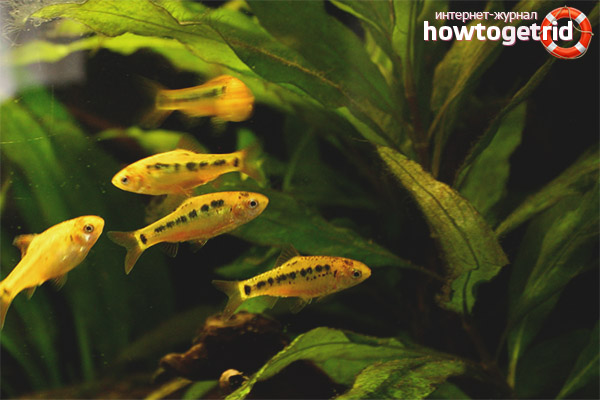 How to breed Schubert barbs