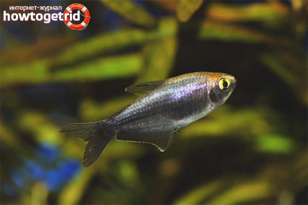 How to breed a royal tetra
