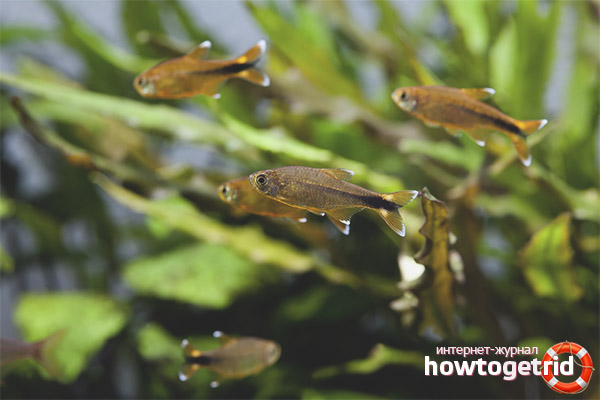 How to breed a copper tetra