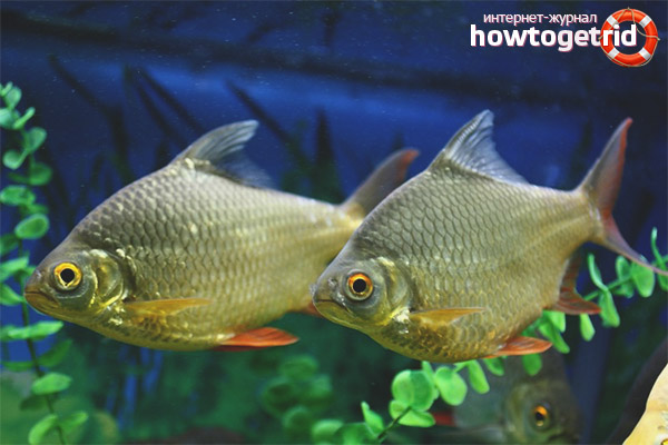 How to keep bream-shaped barbs