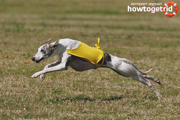 How to care for a Whippet dog