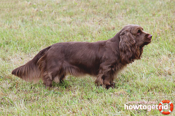 How to care for a Sussex Spaniel