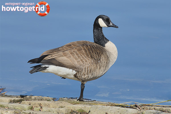 Canadian goose