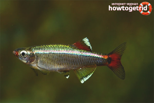 Aquarium fish cardinal