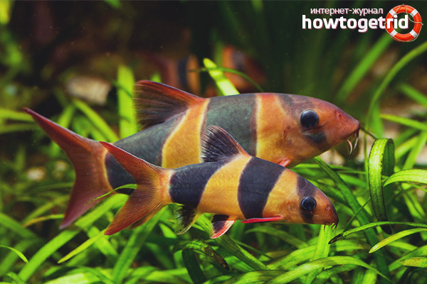 Feeding the Clown Bots