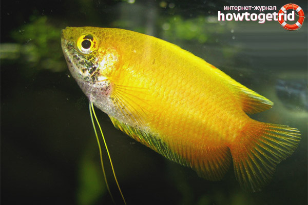 Honey Gourami Feeding