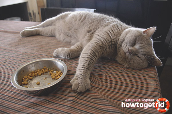 Die Katze frisst nach der Geburt nicht mehr