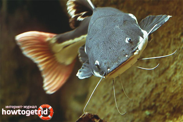 Red tailed catfish