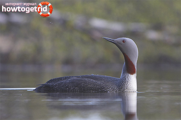 Red-throated Loon