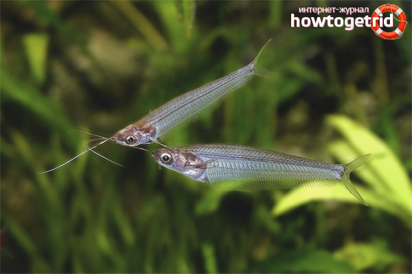 Kryptopterus vitreolus