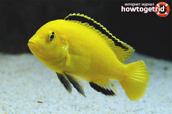 Labidochromis yellow