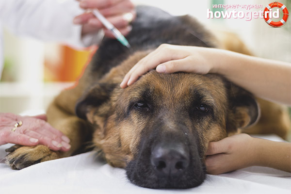 Dog Food Poisoning Treatment