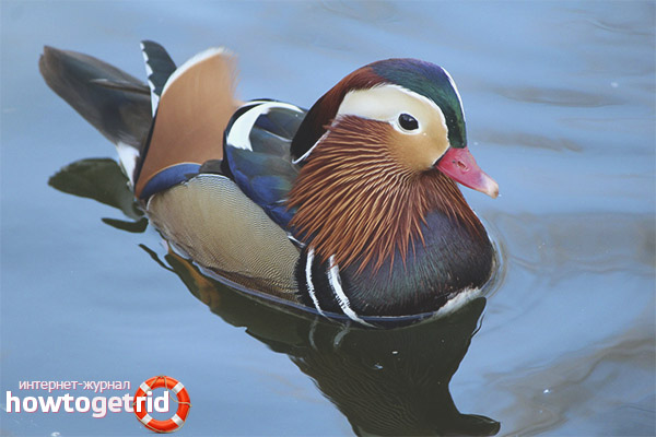 Mandarin duck as a symbol of well-being