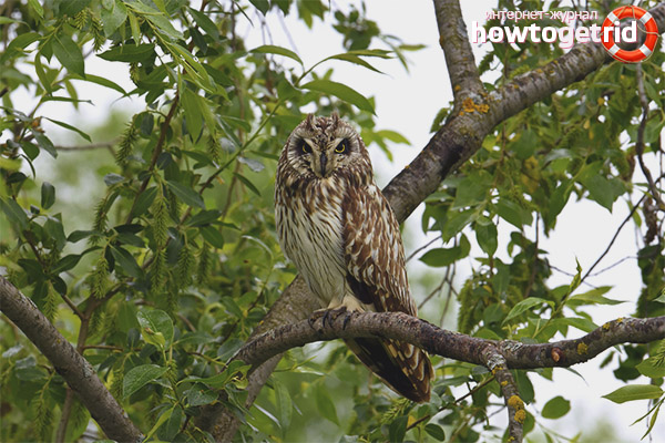 Marsh Owl Behavior