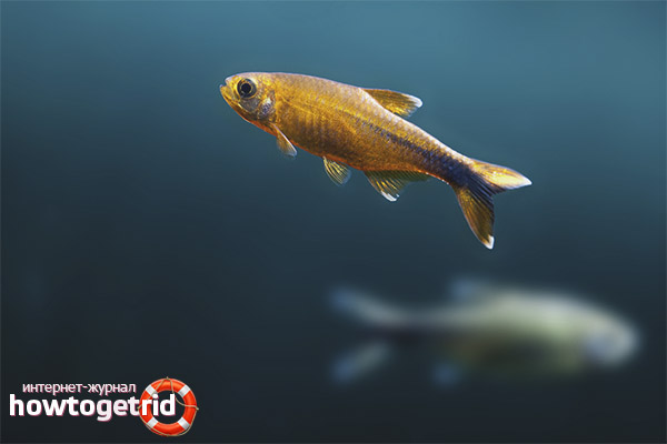Copper tetra