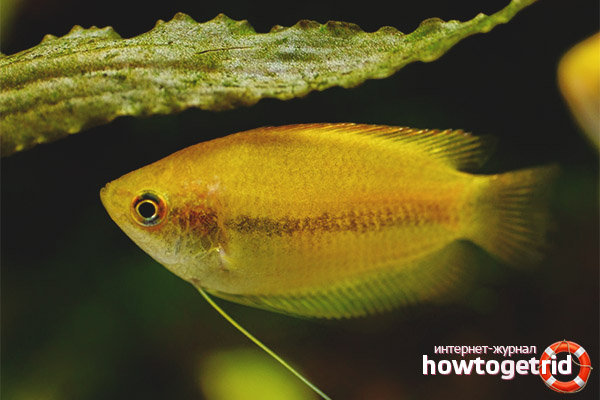 Honey gourami