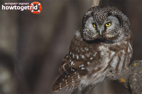 Boreal owl
