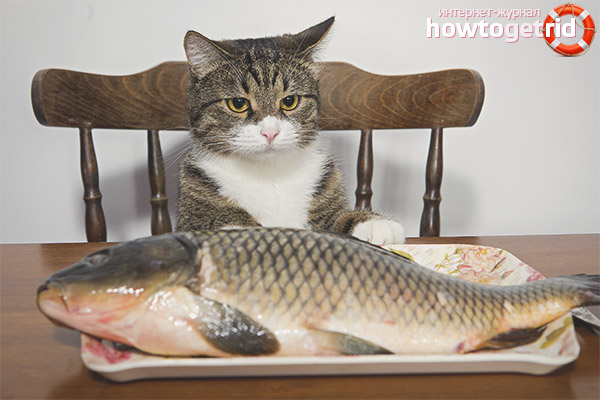 Is it possible to feed a castrated cat with fish