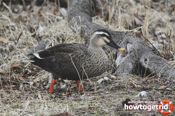 Is it possible to keep mallard in captivity