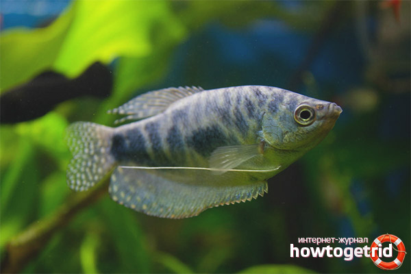 Marble gourami
