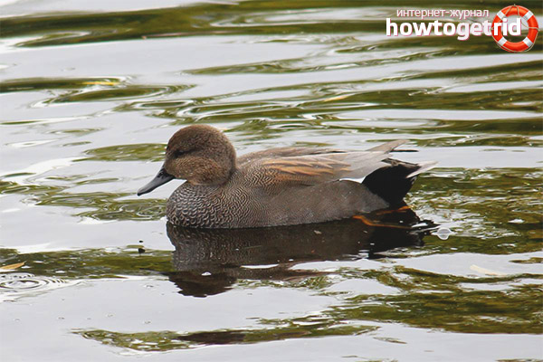 The habitat and nutrition of gray ducks