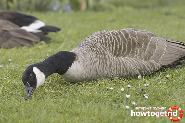 Canadian Goose Habitat