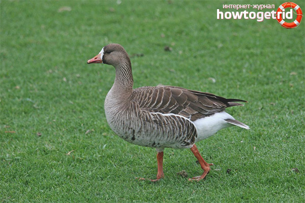 White-fronted Goose Lifestyle