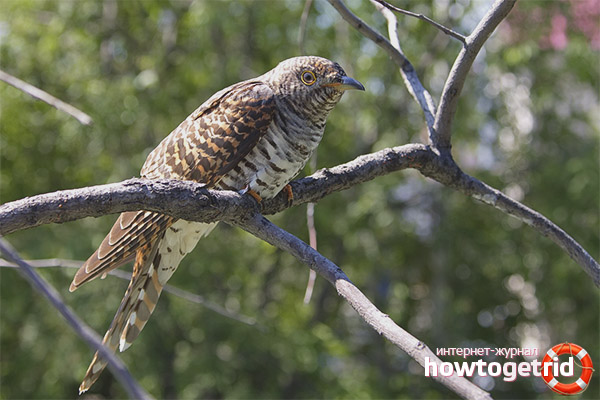 Deaf Cuckoo Lifestyle