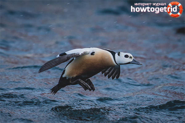 Lifestyle and behavior of the Siberian eider