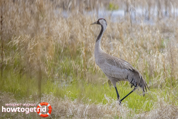 Gray Crane Lifestyle