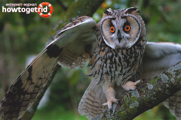 Eared Owl Lifestyle