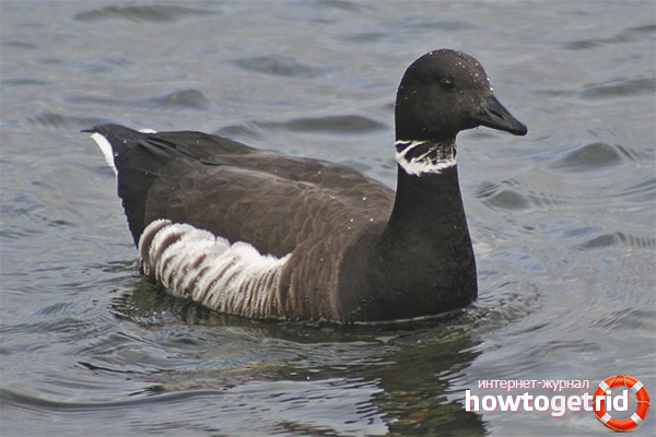 Brant Goose Lifestyle