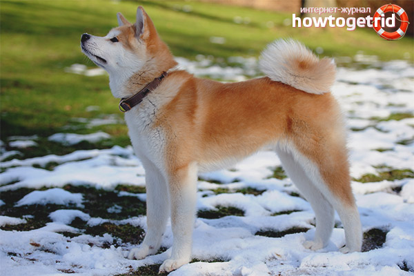 Common Akita Inu Standards