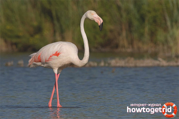 Common flamingo