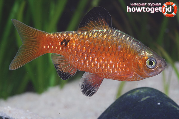 Fire barbus