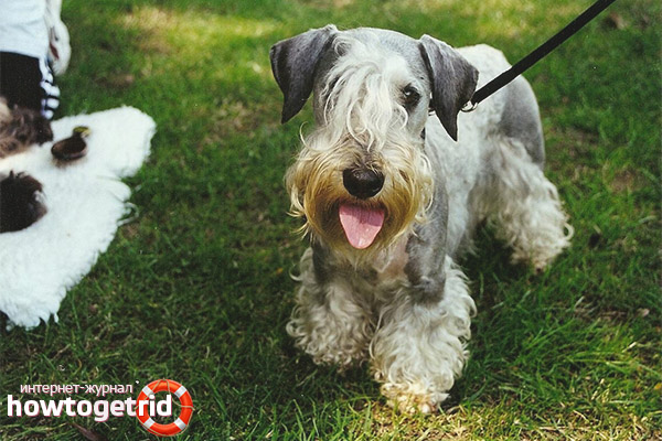 The color of the wool of the Czech Terrier