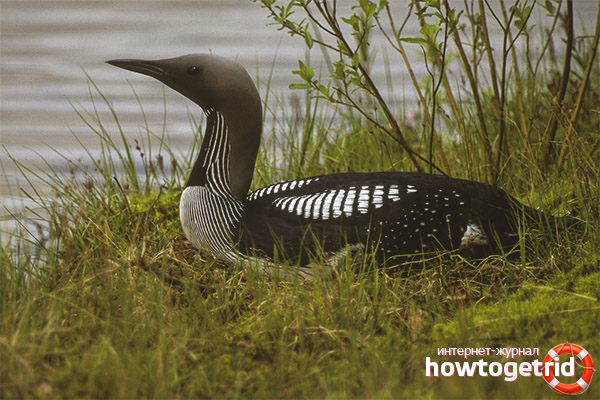 Description of black throat loons